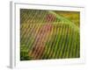 Autumn Vineyards Rows with Bright Color-Terry Eggers-Framed Photographic Print