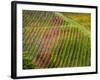 Autumn Vineyards Rows with Bright Color-Terry Eggers-Framed Photographic Print