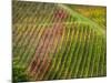 Autumn Vineyards Rows with Bright Color-Terry Eggers-Mounted Photographic Print