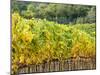 Autumn Vineyards Rows with Bright Color-Terry Eggers-Mounted Photographic Print