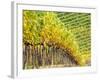 Autumn Vineyards Rows with Bright Color-Terry Eggers-Framed Photographic Print