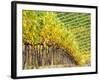 Autumn Vineyards Rows with Bright Color-Terry Eggers-Framed Photographic Print