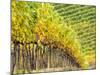 Autumn Vineyards Rows with Bright Color-Terry Eggers-Mounted Photographic Print