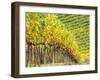 Autumn Vineyards Rows with Bright Color-Terry Eggers-Framed Photographic Print