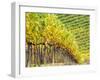 Autumn Vineyards Rows with Bright Color-Terry Eggers-Framed Photographic Print