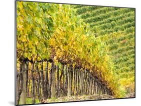 Autumn Vineyards Rows with Bright Color-Terry Eggers-Mounted Photographic Print