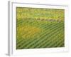 Autumn Vineyards Rows with Bright Color-Terry Eggers-Framed Photographic Print