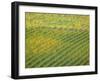 Autumn Vineyards Rows with Bright Color-Terry Eggers-Framed Photographic Print