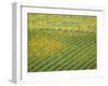 Autumn Vineyards Rows with Bright Color-Terry Eggers-Framed Photographic Print