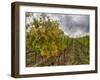 Autumn Vineyards Rows with Bright Color-Terry Eggers-Framed Photographic Print