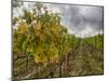 Autumn Vineyards Rows with Bright Color-Terry Eggers-Mounted Photographic Print
