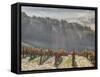 Autumn Vineyards with Bright Color and Foggy Morning-Terry Eggers-Framed Stretched Canvas