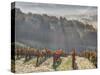 Autumn Vineyards with Bright Color and Foggy Morning-Terry Eggers-Stretched Canvas