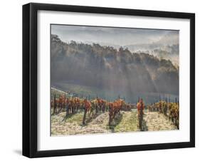 Autumn Vineyards with Bright Color and Foggy Morning-Terry Eggers-Framed Photographic Print