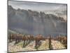 Autumn Vineyards with Bright Color and Foggy Morning-Terry Eggers-Mounted Photographic Print