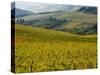 Autumn Vineyards with Bright Color-Terry Eggers-Stretched Canvas