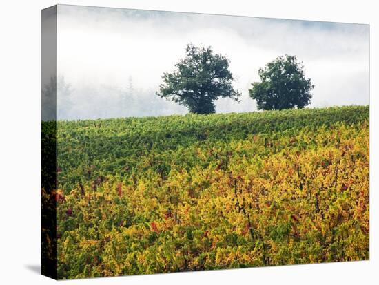Autumn Vineyards with Bright Color-Terry Eggers-Stretched Canvas