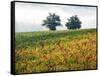 Autumn Vineyards with Bright Color-Terry Eggers-Framed Stretched Canvas