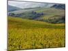 Autumn Vineyards with Bright Color-Terry Eggers-Mounted Photographic Print