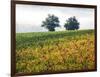 Autumn Vineyards with Bright Color-Terry Eggers-Framed Photographic Print