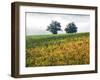 Autumn Vineyards with Bright Color-Terry Eggers-Framed Photographic Print