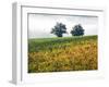 Autumn Vineyards with Bright Color-Terry Eggers-Framed Photographic Print