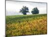 Autumn Vineyards with Bright Color-Terry Eggers-Mounted Photographic Print