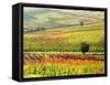 Autumn Vinyards in Full Color near Montepulciano-Terry Eggers-Framed Stretched Canvas