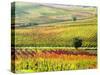 Autumn Vinyards in Full Color near Montepulciano-Terry Eggers-Stretched Canvas