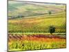 Autumn Vinyards in Full Color near Montepulciano-Terry Eggers-Mounted Photographic Print
