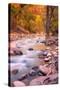 Autumn Virgin River Portrait, Zion National Park-Vincent James-Stretched Canvas