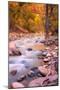 Autumn Virgin River Portrait, Zion National Park-Vincent James-Mounted Photographic Print