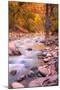 Autumn Virgin River Portrait, Zion National Park-Vincent James-Mounted Photographic Print