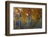 Autumn Vision - Fall Color, Bishop Creek Canton, Eastern Sierras California-Vincent James-Framed Photographic Print