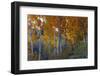 Autumn Vision - Fall Color, Bishop Creek Canton, Eastern Sierras California-Vincent James-Framed Photographic Print