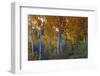 Autumn Vision - Fall Color, Bishop Creek Canton, Eastern Sierras California-Vincent James-Framed Photographic Print