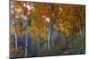 Autumn Vision - Fall Color, Bishop Creek Canton, Eastern Sierras California-Vincent James-Mounted Photographic Print