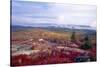 Autumn Vista, Cadillac Mountain, Maine-George Oze-Stretched Canvas