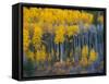 Autumn Vista with Yellow Aspens Along Cottonwood Pass, Rocky Mountains, Colorado,USA-Anna Miller-Framed Stretched Canvas