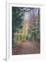 Autumn Walk Through the White Mountains, New Hampshire-Vincent James-Framed Premium Photographic Print