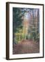 Autumn Walk Through the White Mountains, New Hampshire-Vincent James-Framed Photographic Print