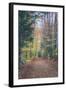 Autumn Walk Through the White Mountains, New Hampshire-Vincent James-Framed Photographic Print