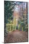 Autumn Walk Through the White Mountains, New Hampshire-Vincent James-Mounted Photographic Print