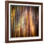 Autumn Walk-Ursula Abresch-Framed Photographic Print