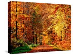 Autumn Way-Philippe Sainte-Laudy-Stretched Canvas