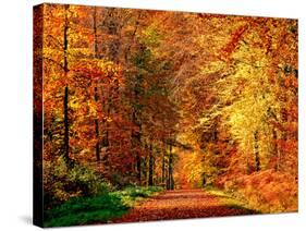 Autumn Way-Philippe Sainte-Laudy-Stretched Canvas