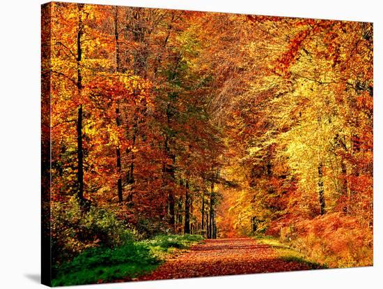 Autumn Way-Philippe Sainte-Laudy-Stretched Canvas