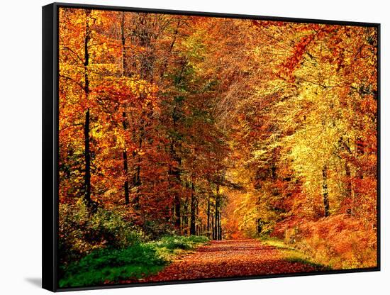 Autumn Way-Philippe Sainte-Laudy-Framed Stretched Canvas