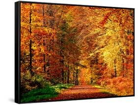 Autumn Way-Philippe Sainte-Laudy-Framed Stretched Canvas