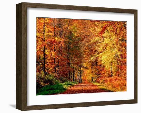 Autumn Way-Philippe Sainte-Laudy-Framed Premium Photographic Print